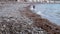 Dog plays on the beach. German shepherd dog runs after toy on the shingle beach and enjoys an active life and sunny warm weather.