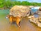 Dog plays in a creek to cool off during summer