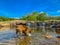 Dog plays in a creek to cool off during summer