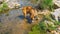 Dog plays in a creek to cool off during summer