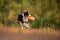 The dog plays the disc. border collie for sports, catch a toy