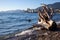A dog plays fetch in the ocean off of Ambleside Dog Beach