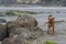 Dog plays with a large driftwood stick on the Oregon Coast