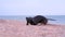 Dog plays with little soccer ball on sandy beach. Lovely dog kicks bites a toy,