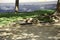 A dog plays in a muddy puddle along the sidewalk in the city park. Santiago, Chile