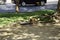 A dog plays in a muddy puddle along the sidewalk in the city park. Santiago, Chile