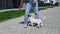 The dog plays with the owner. Jack russell terrier performs figure eight exercise.