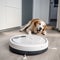 Dog plays with robot vacuum cleaner, dog barks at vacuum cleaner, funny photos