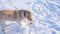 A dog plays with snow in a winter Park. Labrador Retriever Dog Breed Digs a deep snow hole