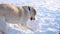A dog plays with snow in a winter park. Labrador retriever dog breed digs a deep snow hole