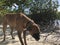 dog plays with a stick on the beach