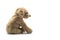 dog plush sitting on white background