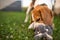 Dog with plush toy bunny rabbit in summer in garden