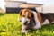 Dog with plush toy bunny rabbit in summer in garden