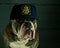 Dog in a police hat