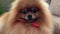 Dog `Pomeranian` with a red bow on the neck. The muzzle of a young thoroughbred puppy of brown color.