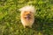 Dog Pomeranian Spitz looking up sitting on green grass. Waiting for treats food hungry