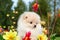 Dog pomeranian spitz sitting on blossom flowers. Close-up portrait of smart white puppy pomeranian dog. Cute furry domestic animal