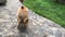 Dog `Pomeranian Spitz`. Small stone walkway in the yard.