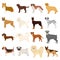 Dog, pooch, breed, and other web icon in cartoon style.Dalmatian, shepherd, terrier, icons in set collection.