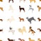 Dog, pooch, breed, and other web icon in cartoon style.Dalmatian, shepherd, terrier, icons in set collection.