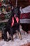 dog pooch with a red scarf around his neck on a Christmas background