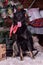 dog pooch with a red scarf around his neck on a Christmas background