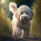 Dog poodle walk activity. Dog poodle cute breed walking outdoor activity