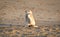 Dog pooing on the beach, Lanzarote