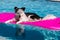 Dog on pool float