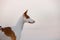 dog portrait against the sunset sky. Graceful Ibizan Hound. Pet in nature