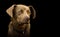 Dog portrait, alone, young brown, looking, cute, black background