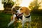 Dog portrait back lit background. Beagle with tongue out in grass during sunset in fields