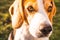 Dog portrait background. Beagle dog headshot agains green grass