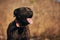 Dog portrait in backyard during sunset