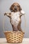 Dog portrait basket table background