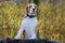 Dog portrait Beagle in autumn forest