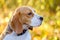 Dog portrait Beagle in autumn forest