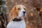 Dog portrait Beagle in autumn forest