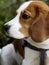 Dog portrait of beagle. english beagle puppy