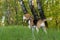 Dog portrait Beagle in the evening forest