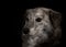 Dog portrait with black background.