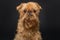 Dog portrait , breed Brussels Griffon