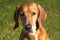 Dog portrait of brown pointer, hunting dog.