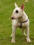 Dog portrait ( Bull terrier )