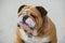 Dog portrait Bulldog