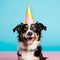 dog portrait captures the adorable essence of a furry companion celebrating a birthday in a professional studio setting.