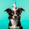 dog portrait captures the essence of a furry companion in a professional studio setting.