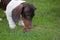 Dog portrait cone grass background