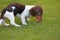 Dog portrait cone grass background